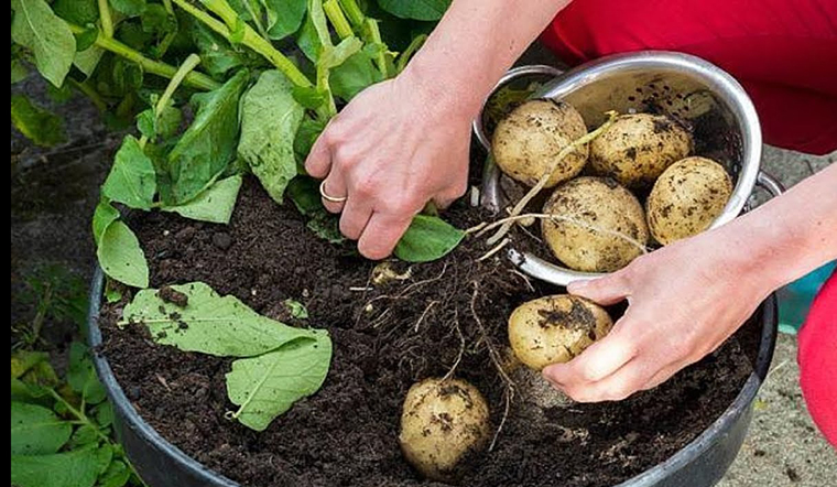 Hướng dẫn bạn cách trồng khoai tȃy cực dễ từ củ mọc mầm - Ảnh 4.