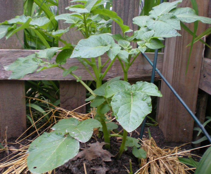 Hướng dẫn bạn cách trồng khoai tȃy cực dễ từ củ mọc mầm - Ảnh 3.