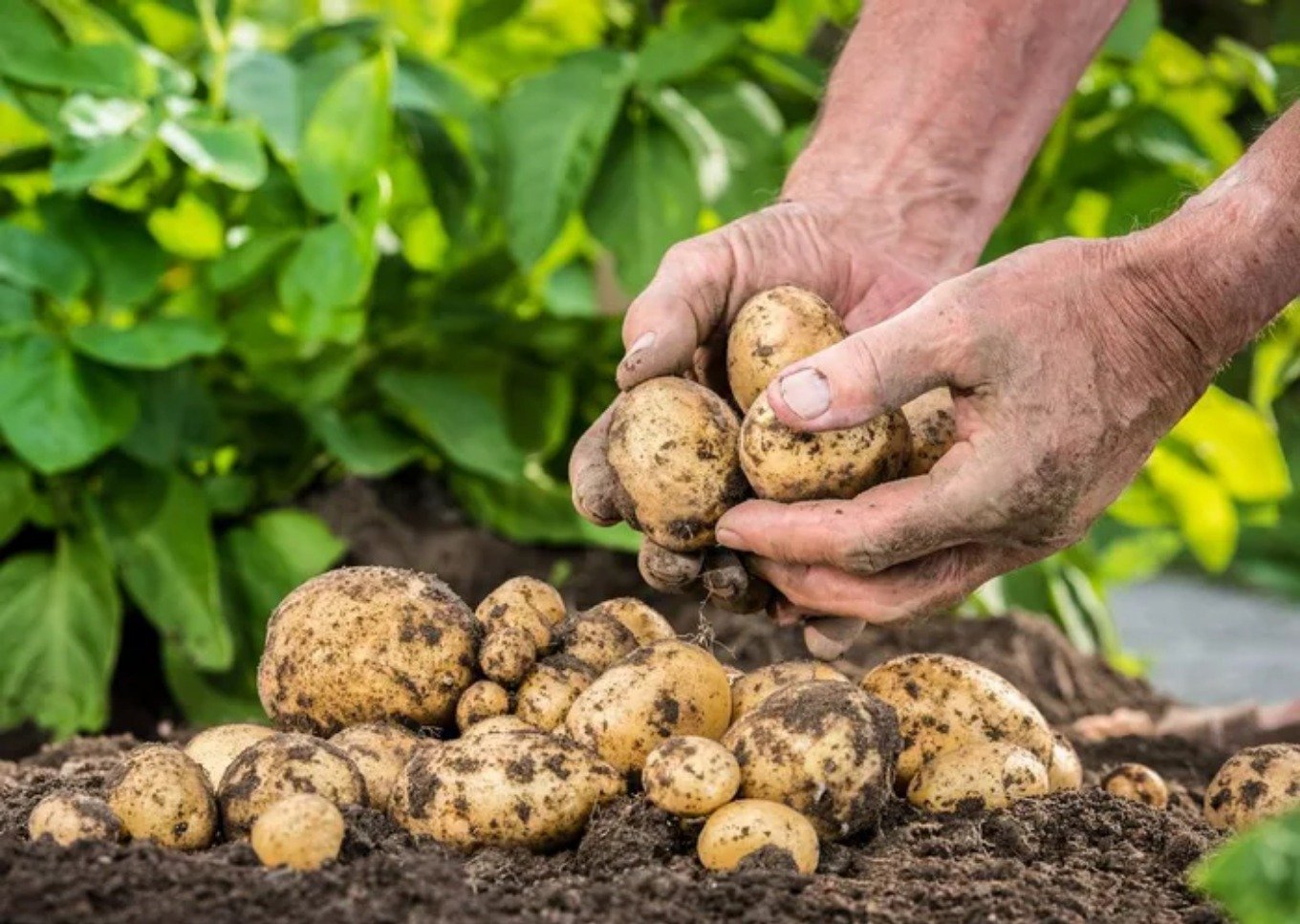 Hướng dẫn bạn cách trồng khoai tȃy cực dễ từ củ mọc mầm - Ảnh 5.