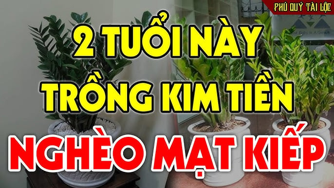 nguoi trong kim tien ngheo