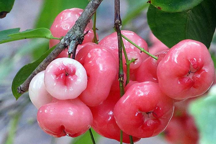 9 lý do bạn nên bổ sung quả roi vào chḗ độ ăn uṓng mùa hè - Ảnh 1.