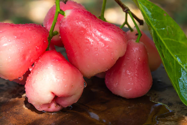 9 lý do bạn nên bổ sung quả roi vào chḗ độ ăn uṓng mùa hè - Ảnh 3.