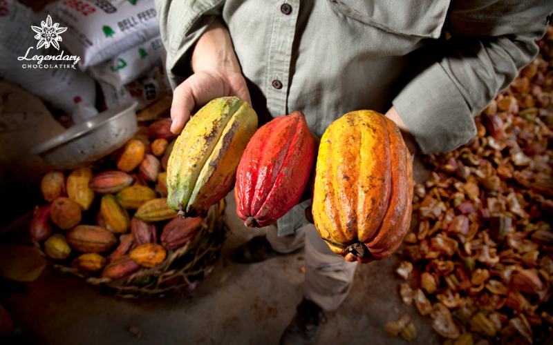 Trái cacao có lợi ích gì?