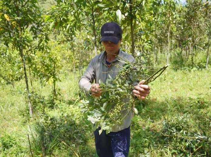 Người dȃn vào rừng hái quả sả rừng. Ảnh: Báo Quảng Ngãi.