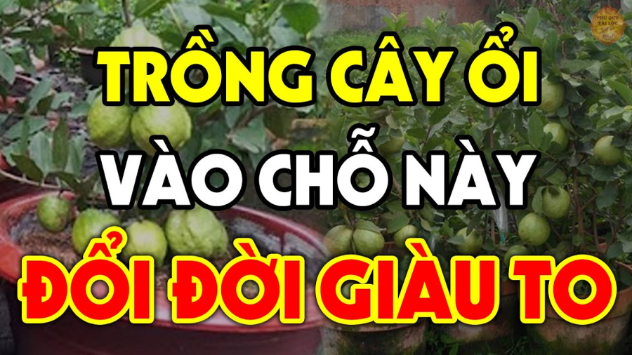 Cây ổi mang nhiều ý nghĩa phong thủy