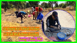 Linh Philip || Hướng Dẫn Kỹ Thuật Trồng Và Cắt Bổ Khoai Giṓng Của Việt Nam Sang Chȃu Phi - YouTube