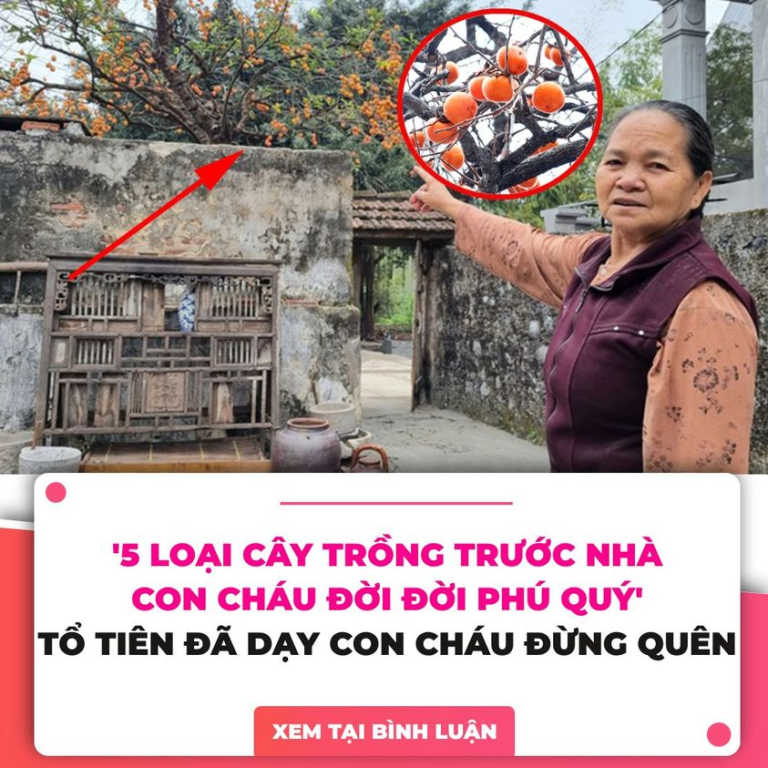 Nhà giàu thích trồng 5 cây cảnh này ở sân nhà, dòng họ trăm năm giàu sang, hưng thịnh