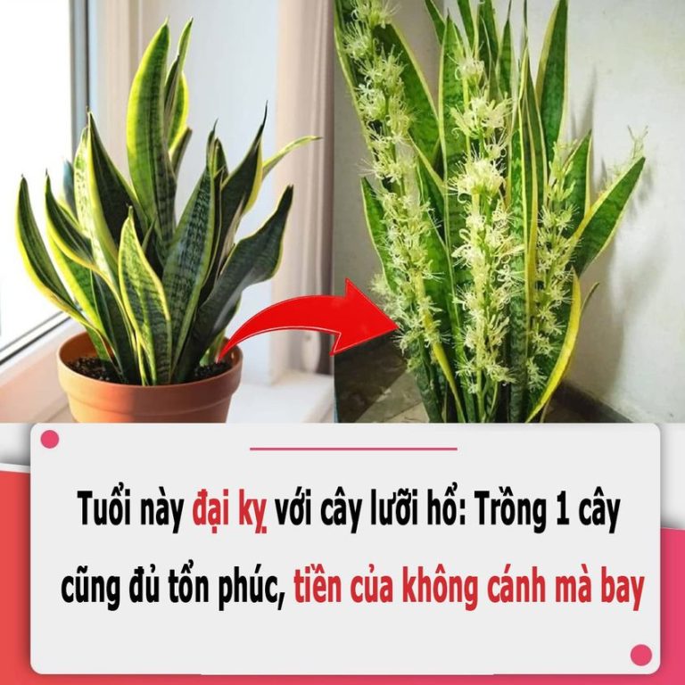 Tuổi này đại kỵ với cây lưỡi hổ: Trồng 1 cây cũng đủ tổn phúc, tiền của không cánh mà bay