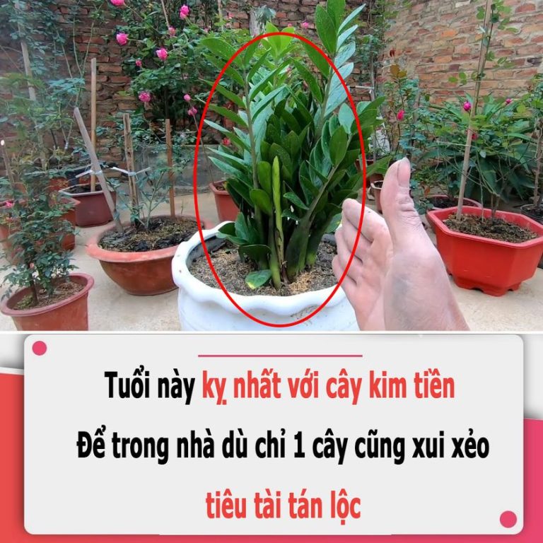 Tuổi này kỵ nhất với cây kim tiền: Để trong nhà dù chỉ 1 cây cũng xui xẻo, tiêu tài tán lộc