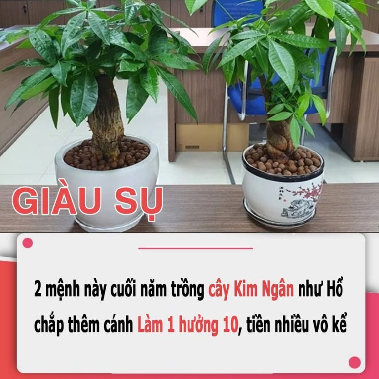 2 mệnh này trồng cây Kim Ngân như Hổ chắp thêm cánh: Làm 1 hưởng 10, tiền nhiều vô kể