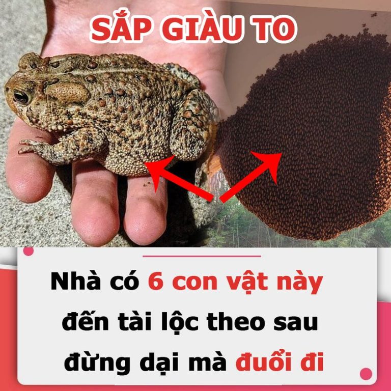 Ông bà ta nhắc: Nhà có 6 con vật này đến, tài lộc theo sau, đừng dại mà đuổi đi