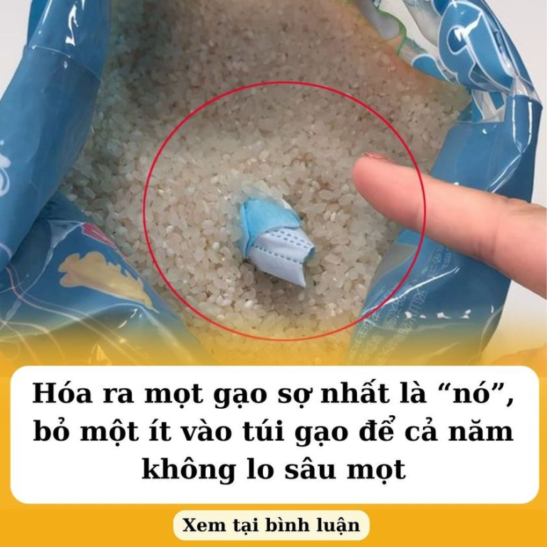 Hóa ra mọt gạo sợ nhất là “nó”, bỏ một ít vào túi gạo để cả năm không lo sâu mọt