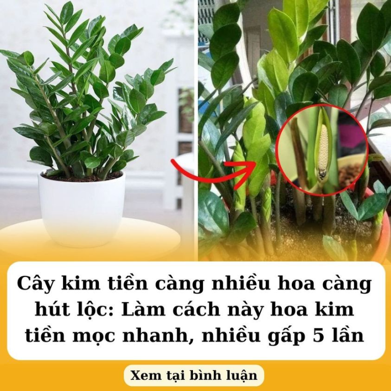 Cây kim tiền càng nhiều hoa càng hút lộc: Làm cách này hoa kim tiền mọc nhanh, nhiều gấp 5 lần