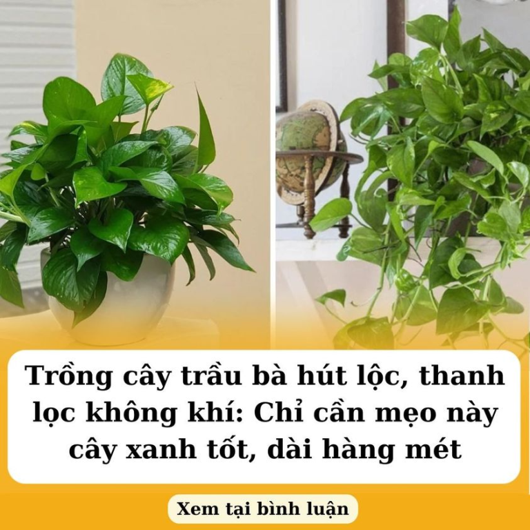 Trồng cây trầu bà hút lộc, thanh lọc không khí: Chỉ cần mẹo này cây xanh tốt, dài hàng mét