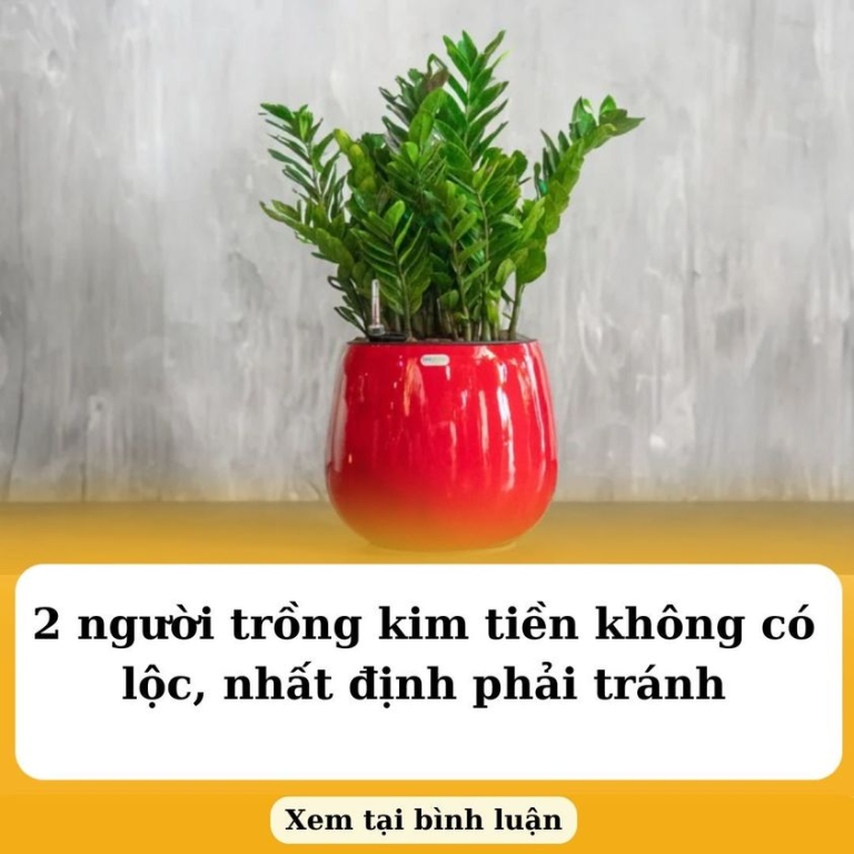 2 người trồng kim tiền không có lộc, nhất định phải tránh