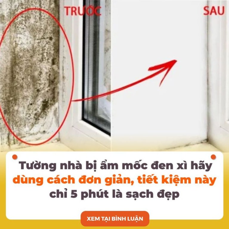 5 cách xử lý tường nhà bị mốc đơn giản, ít tốn kém, không mất công gọi thợ