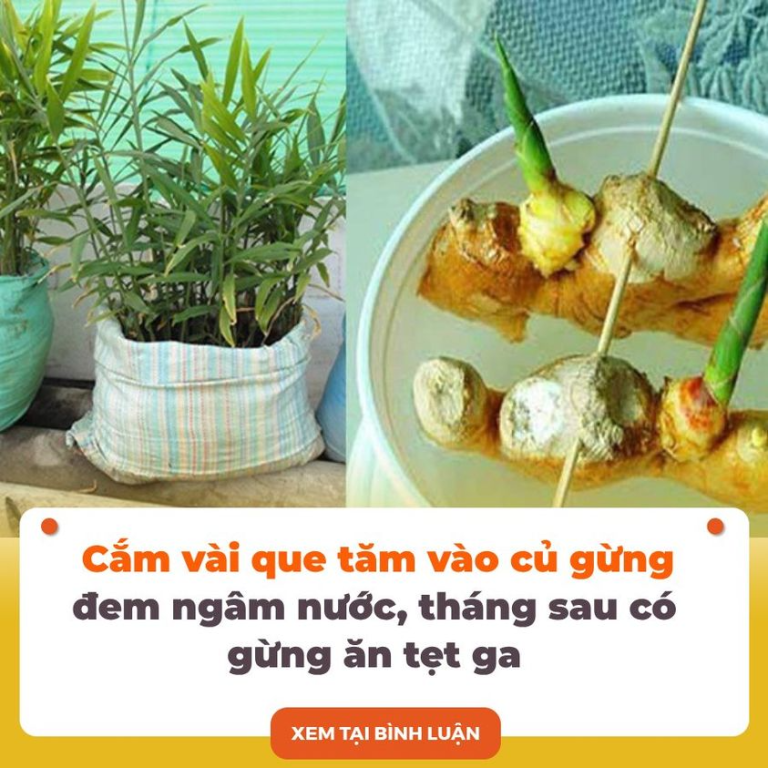 Cắm vài que tăm vào củ gừng đem ngâm nước, tháng sau có gừng ăn tẹt ga