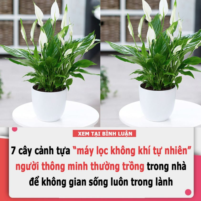 7 cây cảnh tựa “máy lọc không khí tự nhiên”, người thông minh thường trồng trong nhà để không gian sống luôn trong lành