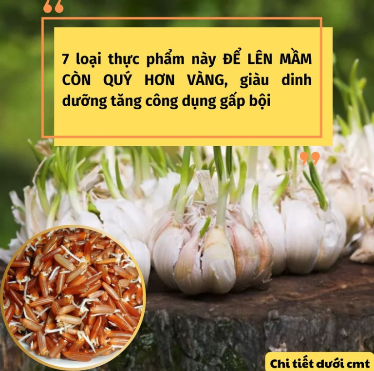 Những thực phẩm này để lên mầm còn quý hơn vàng, giàu dinh dưỡng tăng công dụng gấp bội