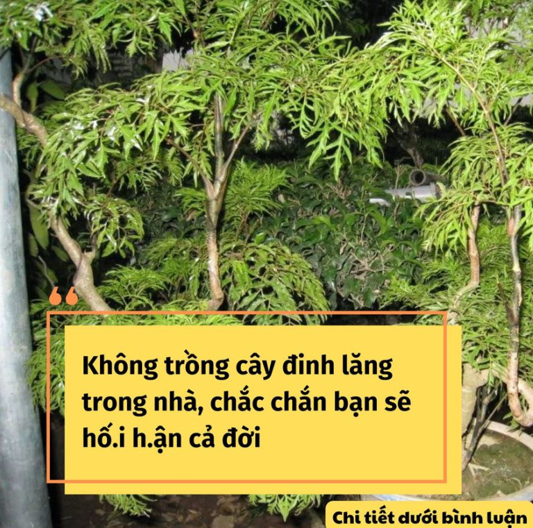 Không trồng cây đinh lăng trong nhà, chắc chắn bạn sẽ hố.i h.ận cả đời