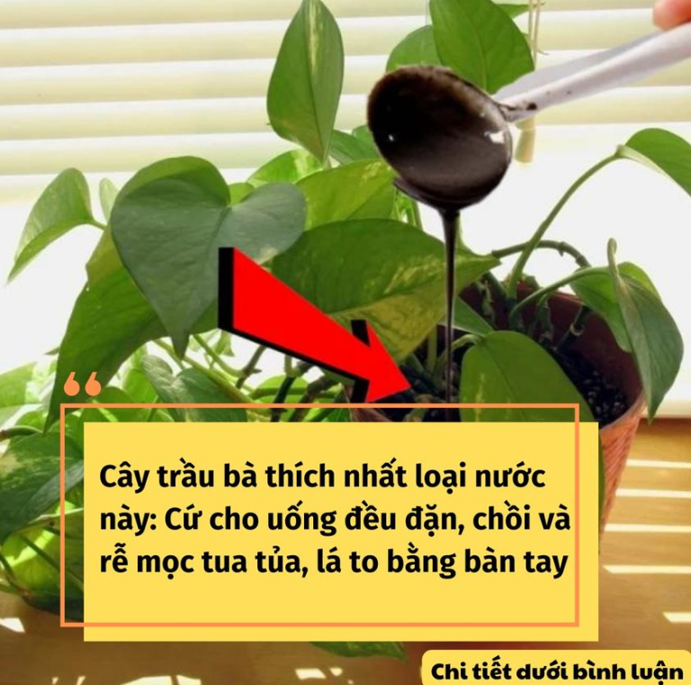 Cây trầu bà thích nhất loại nước này: Cứ cho uống đều đặn, chồi và rễ mọc tua tủa, lá to bằng bàn tay