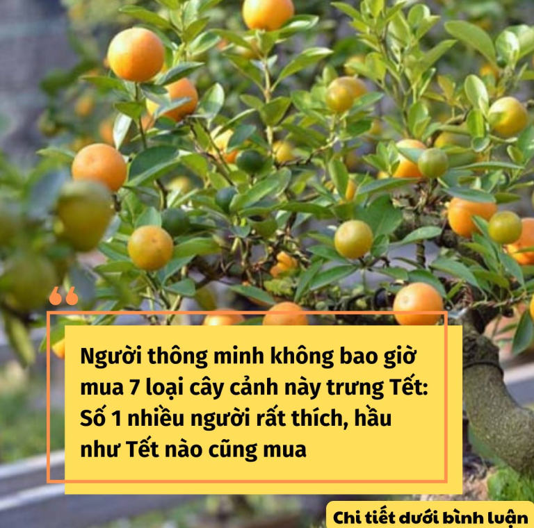 Người thông minh không bao giờ mua 7 loại cây cảnh này trưng Tết: Số 1 nhiều người rất thích, hầu như Tết nào cũng mua