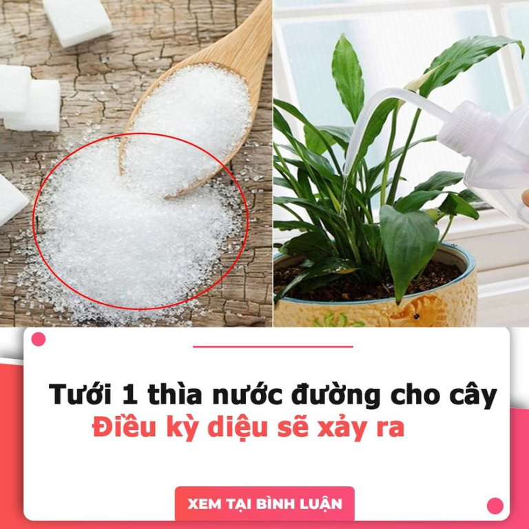 Tưới 1 thìa nước đường cho cây, điều kỳ diệu sẽ xảy ra, nhiều người tiếc hùi hụi vì bây giờ mới biết