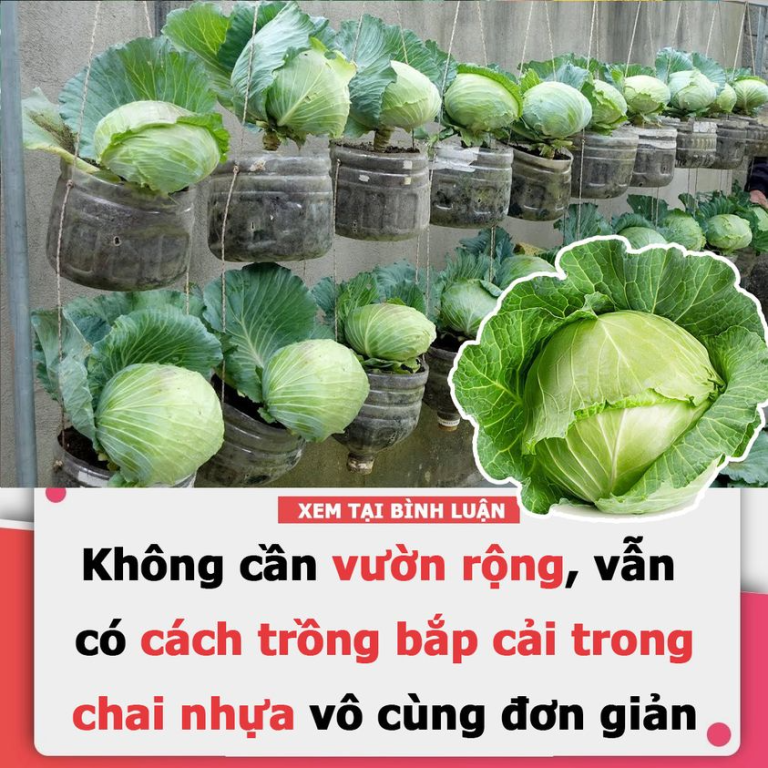 Không cần vườn rộng, vẫn có cách trồng bắp cải trong chai nhựa vô cùng đơn giản