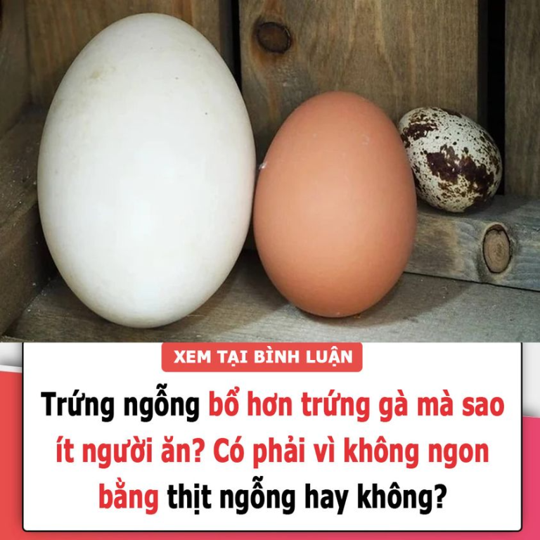 Trứng ngỗng bổ hơn trứng gà mà sao ít người ăn? Có phải vì không ngon bằng thịt ngỗng hay không?