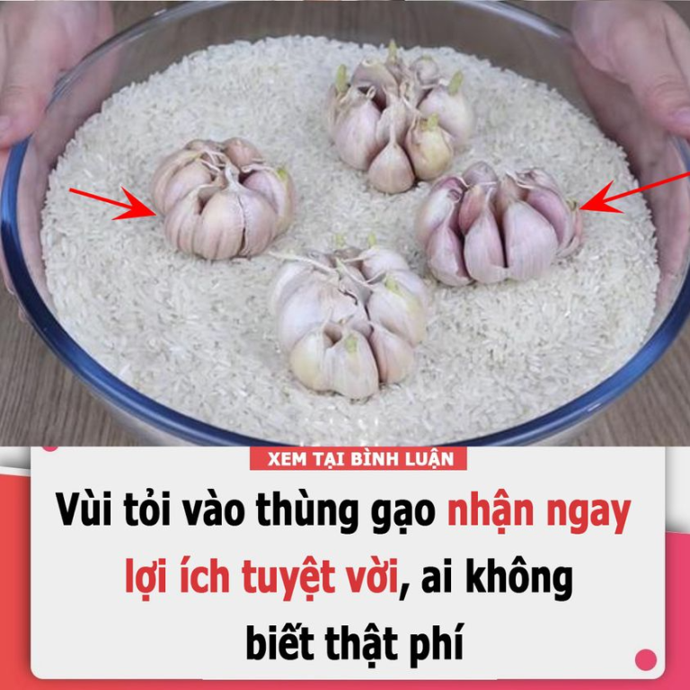 Vùi tỏi vào thùng gạo nhận ngay lợi ích tuyệt vời, ai không biết thật phí