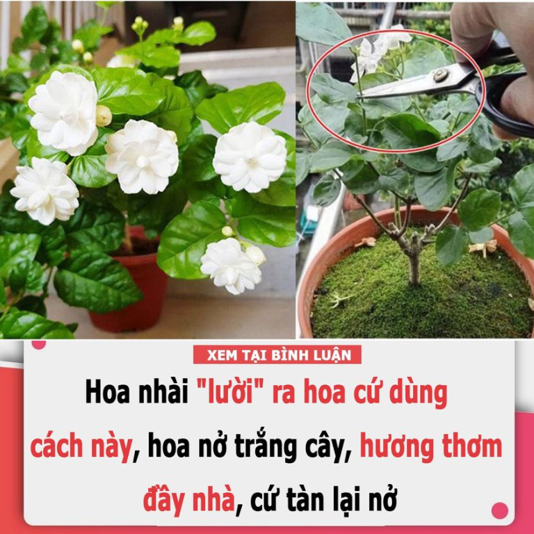 Hoa nhài “lười” ra hoa cứ dùng cách này, hoa nở trắng cây, hương thơm đầy nhà, cứ tàn lại nở