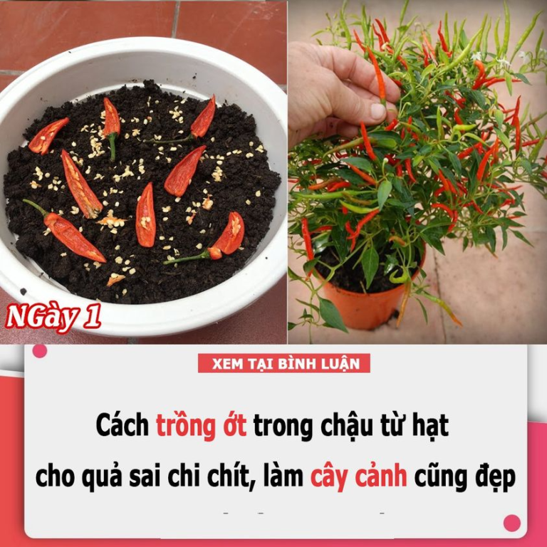 Cách trồng ớt trong chậu từ hạt cho quả sai chi chít, làm cây cảnh cũng đẹp