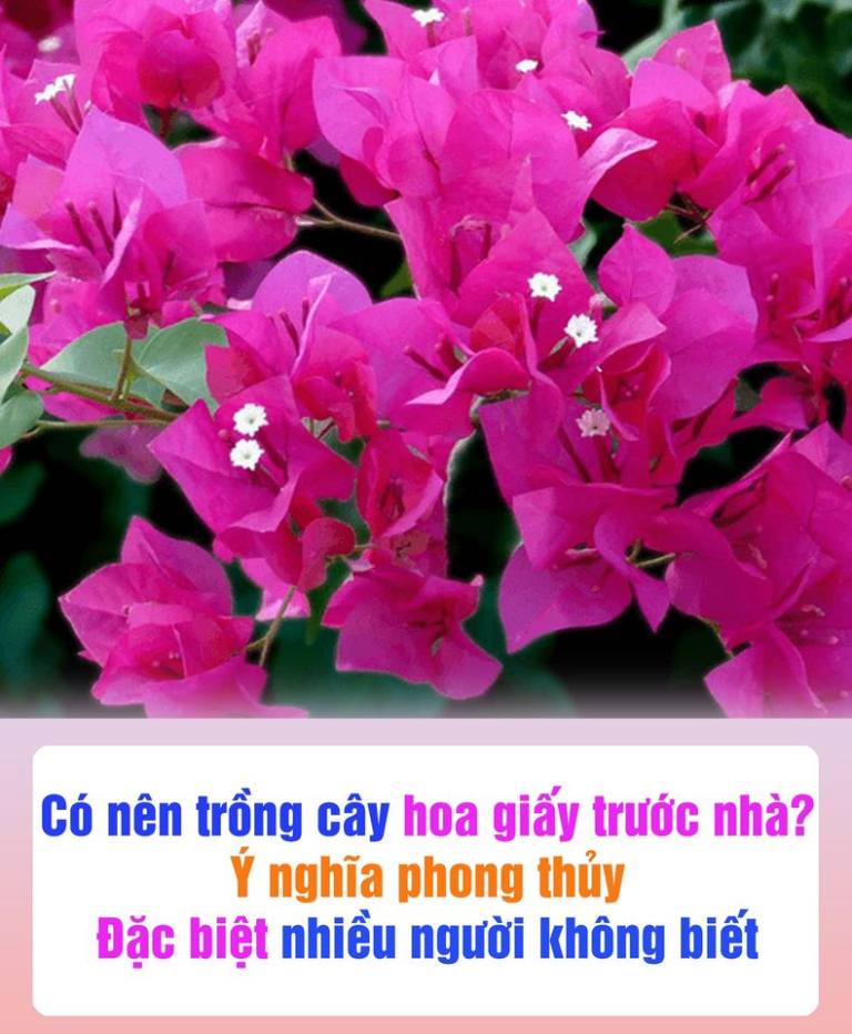 Có nên trồng cây hoa giấy trước nhà? Ý nghĩa phong thủy đặc biệt nhiều người không biết