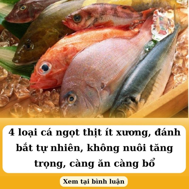 4 loại cá ngọt thịt ít xương, đánh bắt tự nhiên, không nuôi tăng trọng, càng ăn càng bổ