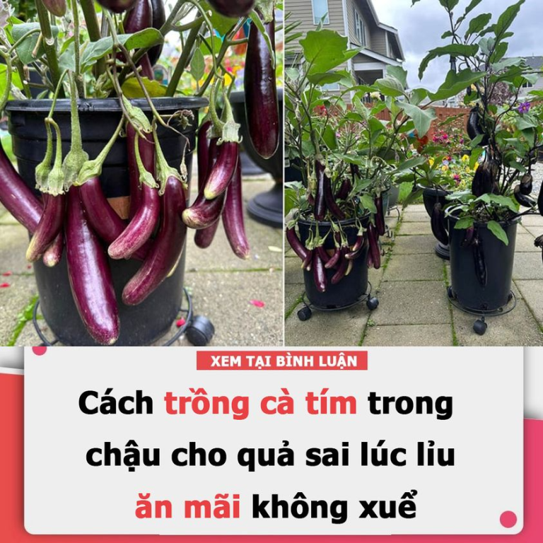 Cách trồng cà tím trong chậu cho quả sai lúc lỉu, ăn mãi không xuể