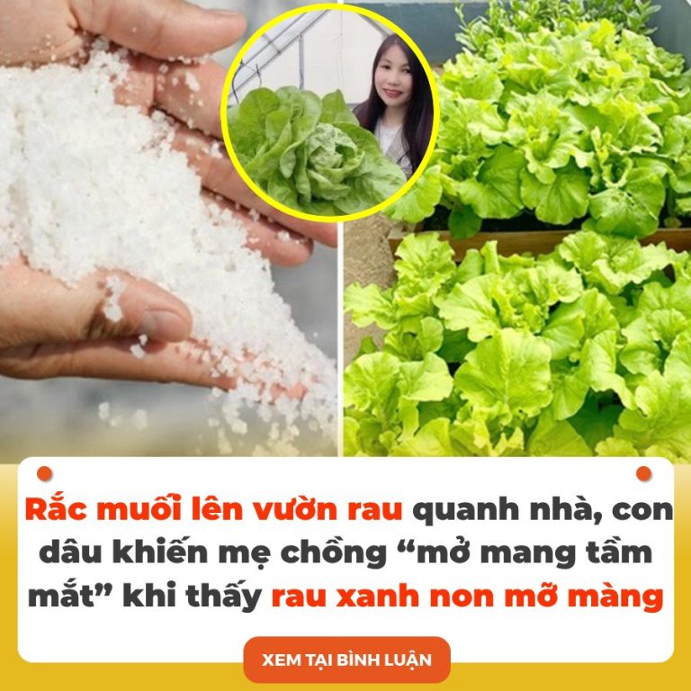 Rắc muối lên vườn rau quanh nhà, con dâu khiến mẹ chồng “mở mang tầm mắt” khi thấy rau xanh non mỡ màng