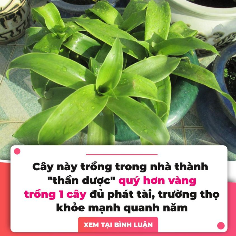 Cây này trồng trong nhà thành “thần dược” quý hơn vàng, trồng 1 cây đủ phát tài, trường thọ, khỏe mạnh quanh năm