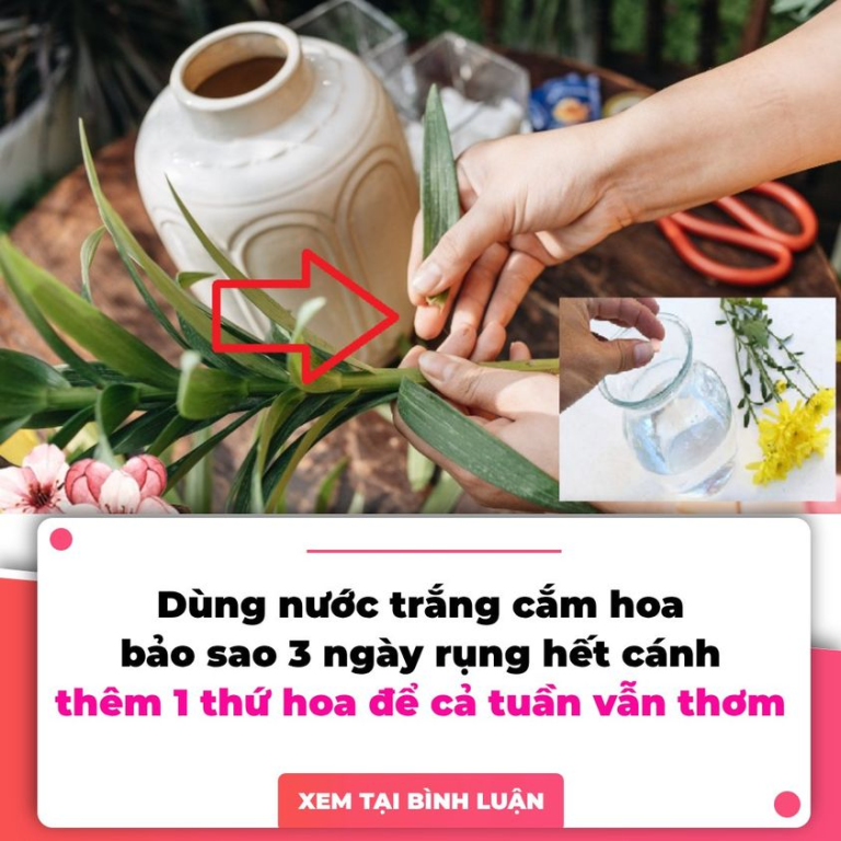 Đổ nước lã vào bình cắm hoa, bảo sao 3 ngày rụng hết cánh, thêm 1 thứ hoa để cả tuần vẫn thơm