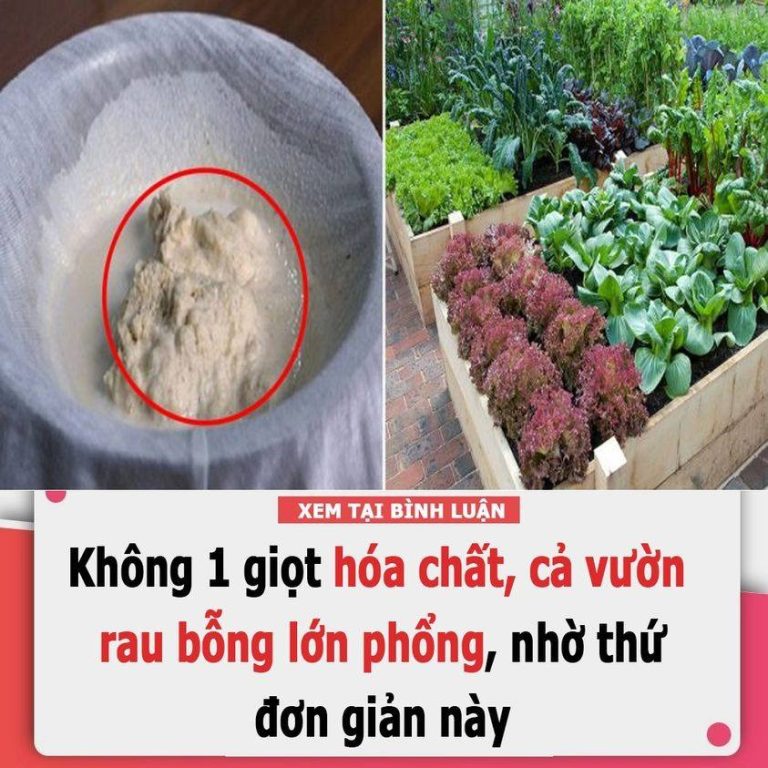 Không 1 giọt hóa chất, cả vườn rau bỗng lớn phổng, nhờ thứ đơn giản này