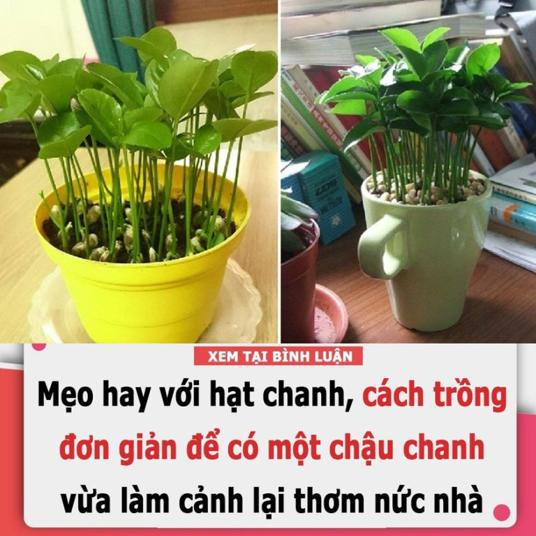 Mẹo hay với hạt chanh, cách trồng đơn giản để có một chậu chanh vừa làm cảnh lại thơm nức nhà