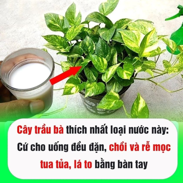 Cây trầu bà thích nhất loại nước này: Cứ cho uống đều đặn, chồi và rễ mọc tua tủa, lá to bằng bàn tay