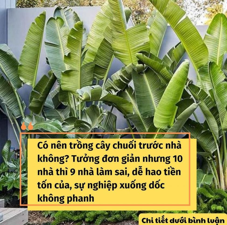 Có nên trồng cây chuối trước nhà không? Tưởng đơn giản nhưng 10 nhà thì 9 nhà làm sai