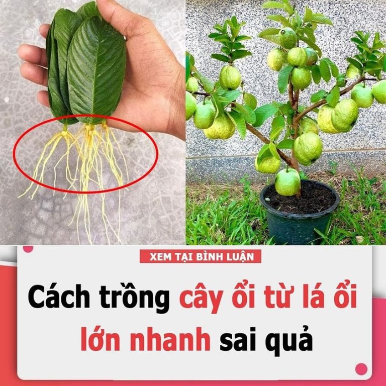 Bí kíp trồng ổi độc lạ từ lá ổi