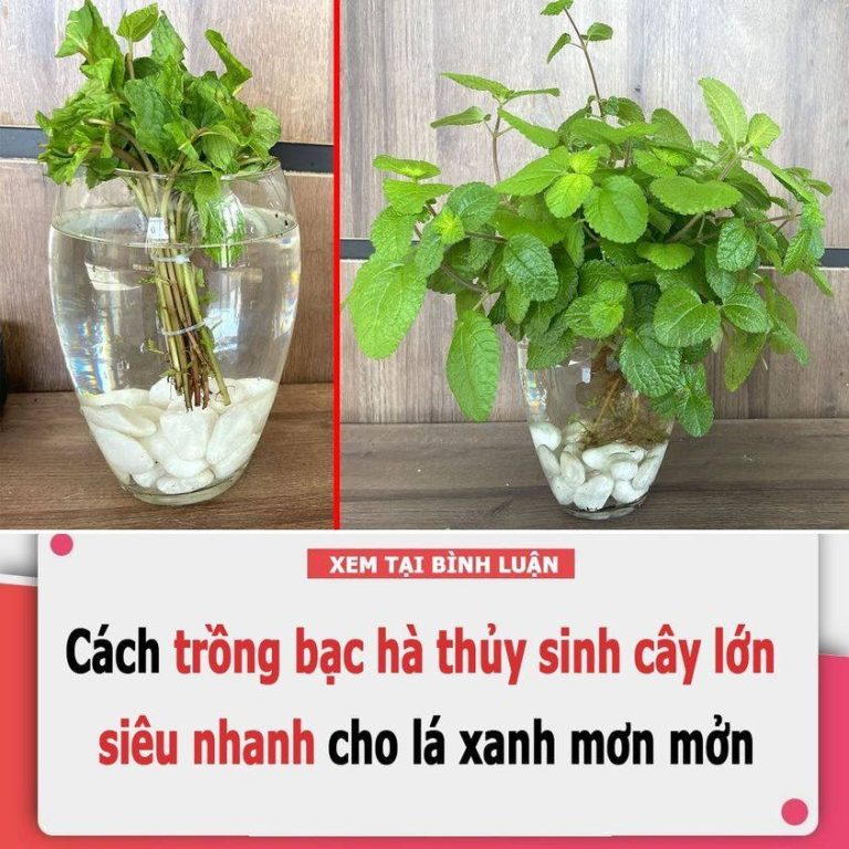 Cách trồng bạc hà tại nhà trong nước mà không cần đất, cây lớn siêu nhanh cho lá xanh mơn mởn