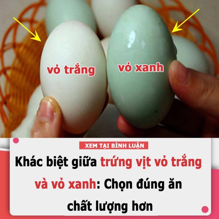 Khác biệt giữa trứng vịt vỏ trắng và vỏ xanh: Chọn đúng ăn chất lượng hơn