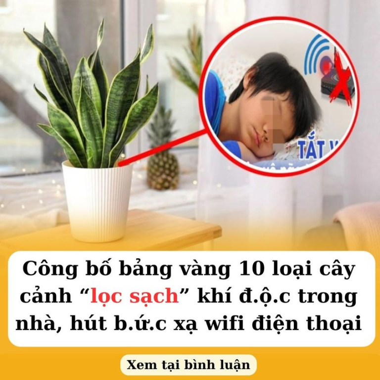 Công bố bảng vàng 10 loại cây cảnh “lọc sạch” khí độc trong nhà, hút bực xạ wifi điện thoại