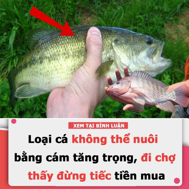 Loại cá không thể nuôi bằng cám tăng trọng, đi chợ thấy đừng tiếc tiền mua