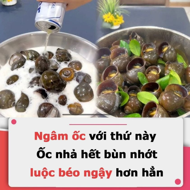 Ngâm ốc với thứ này: Ốc nhả hết bùn nhớt, luộc béo ngậy hơn hẳn