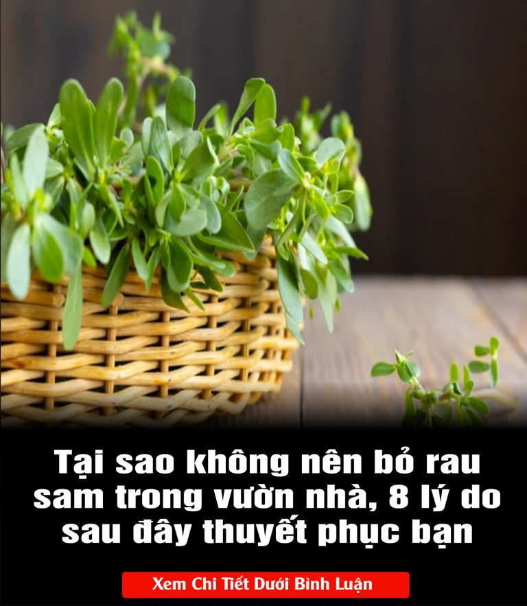 Tại sao không nên bỏ rau sam trong vườn nhà, 8 lý do sau đây thuyết phục bạn