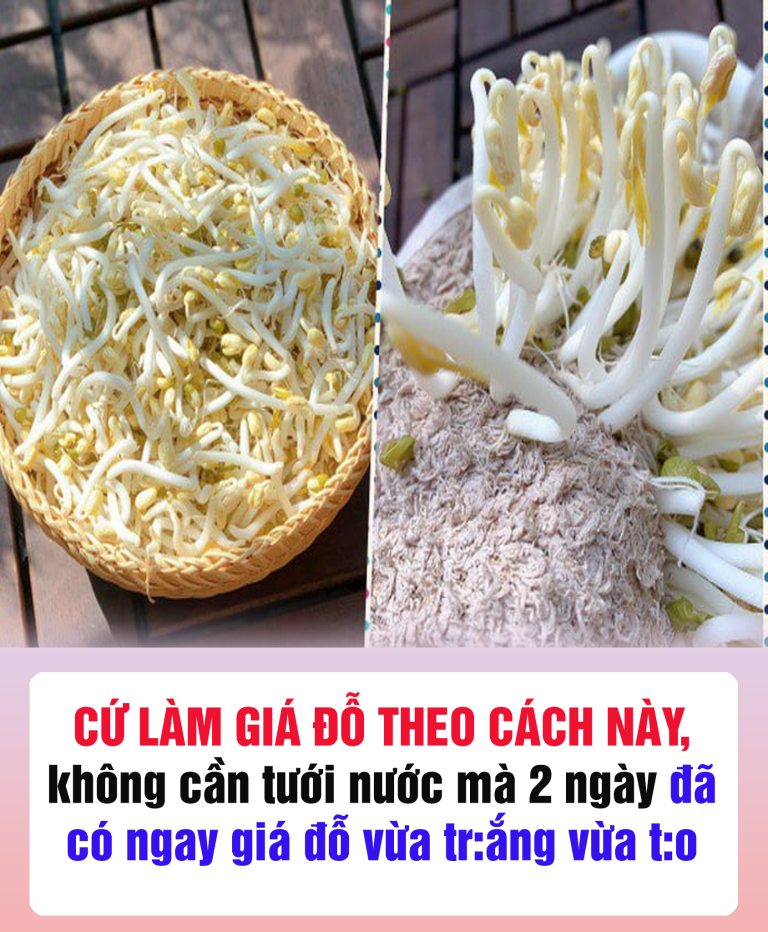 CỨ LÀM GIÁ ĐỖ THEO CÁCH NÀY, không cần tưới nước mà 2 ngày đã có ngay giá đỗ vừa tr:ắng vừa t:o